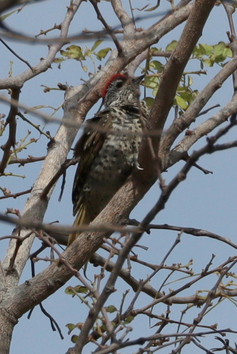 Benekli Küçük Ağaçkakan [cailliautii grubu] - ML647064675