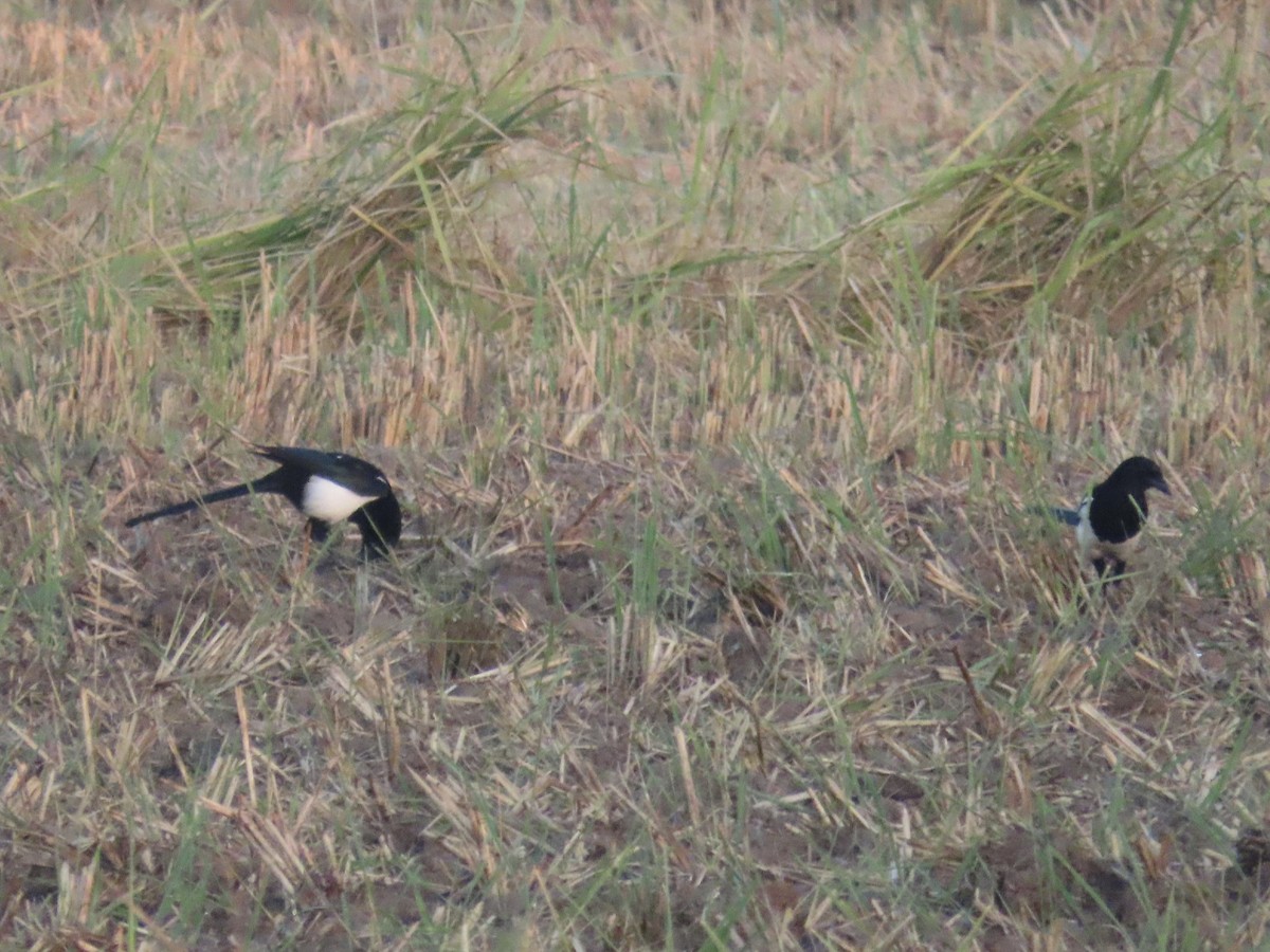 Orientelster - ML647064676