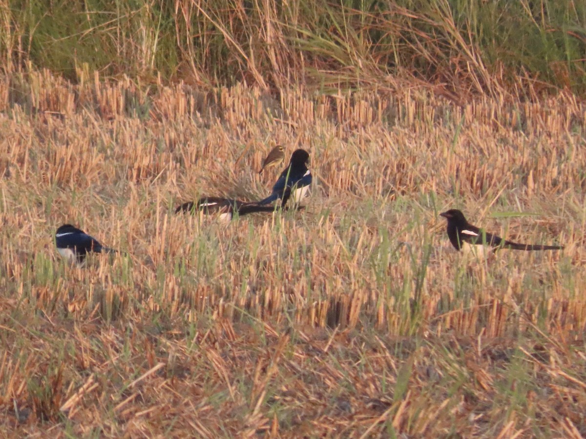 Orientelster - ML647064677