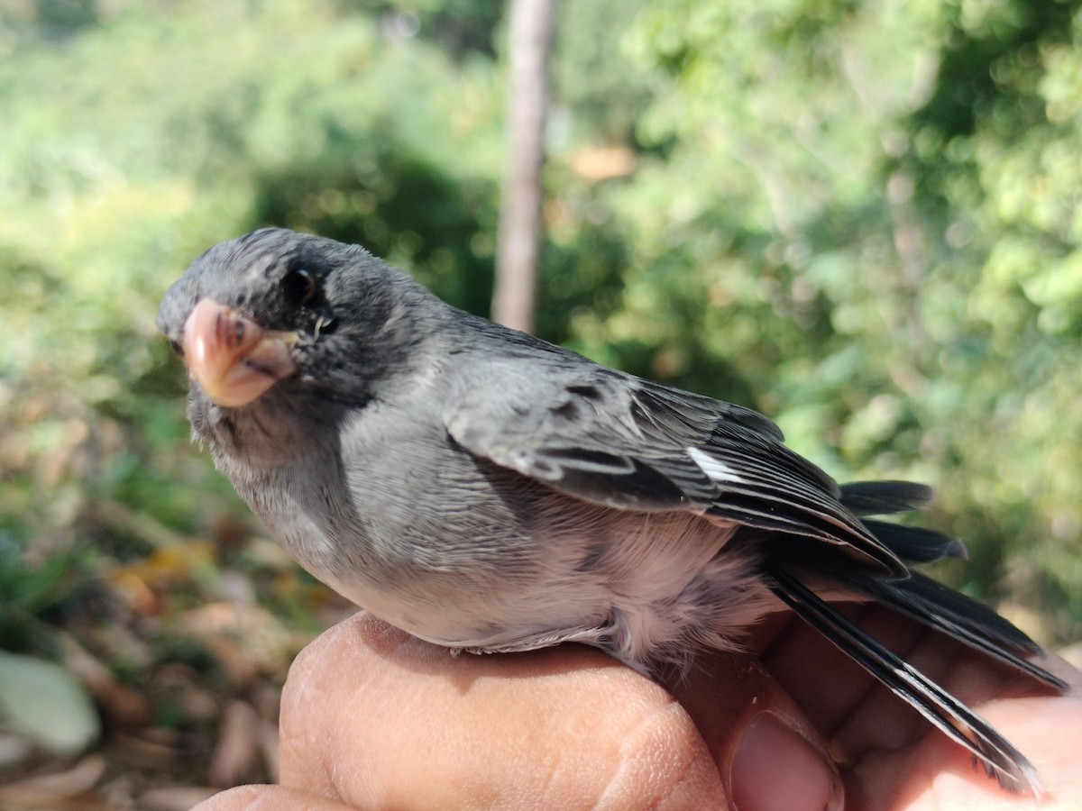 アシグロヒメウソ - ML647064679