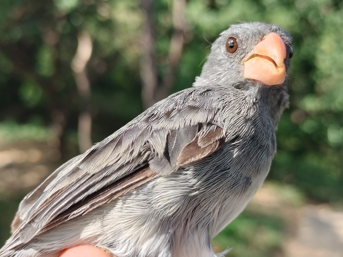 アシグロヒメウソ - ML647064680