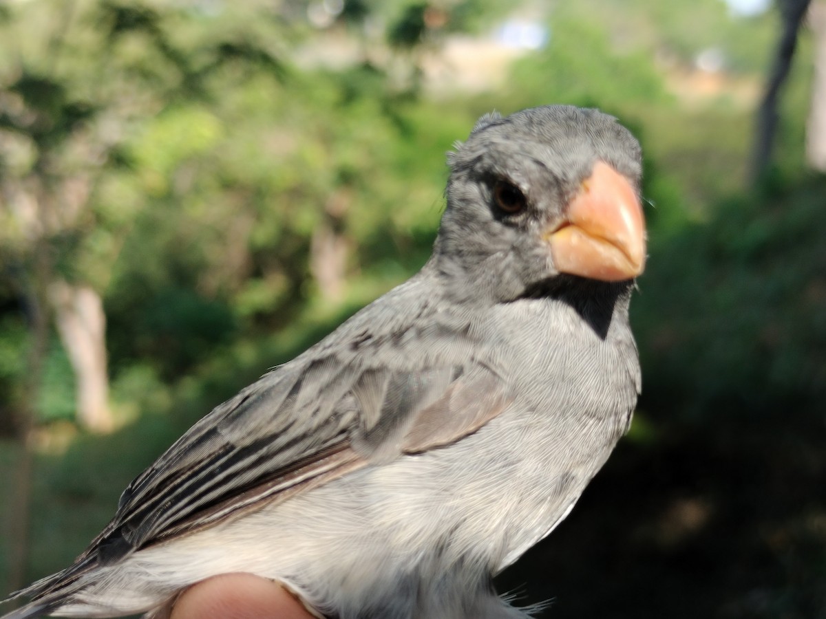 アシグロヒメウソ - ML647064681