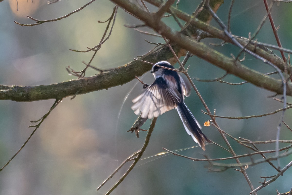 Mito Común (grupo europaeus) - ML647064682