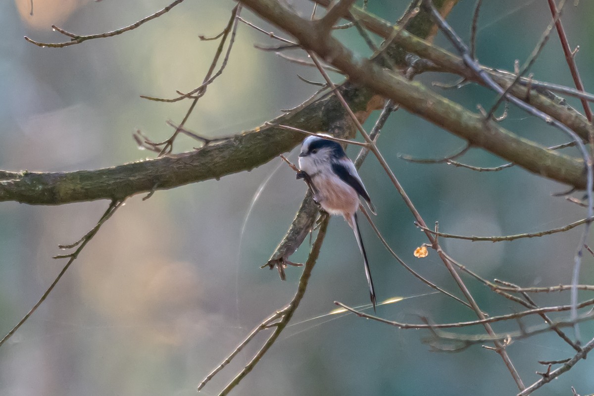 Mito Común (grupo europaeus) - ML647064683