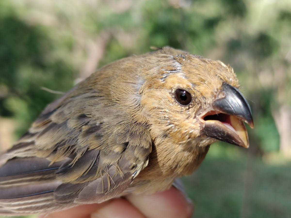 アシグロヒメウソ - ML647064684