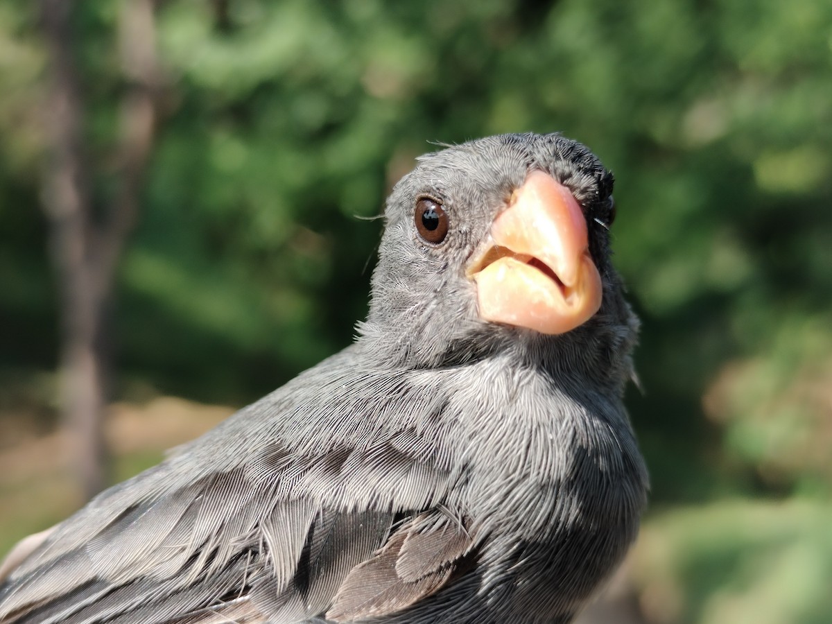 アシグロヒメウソ - ML647064685