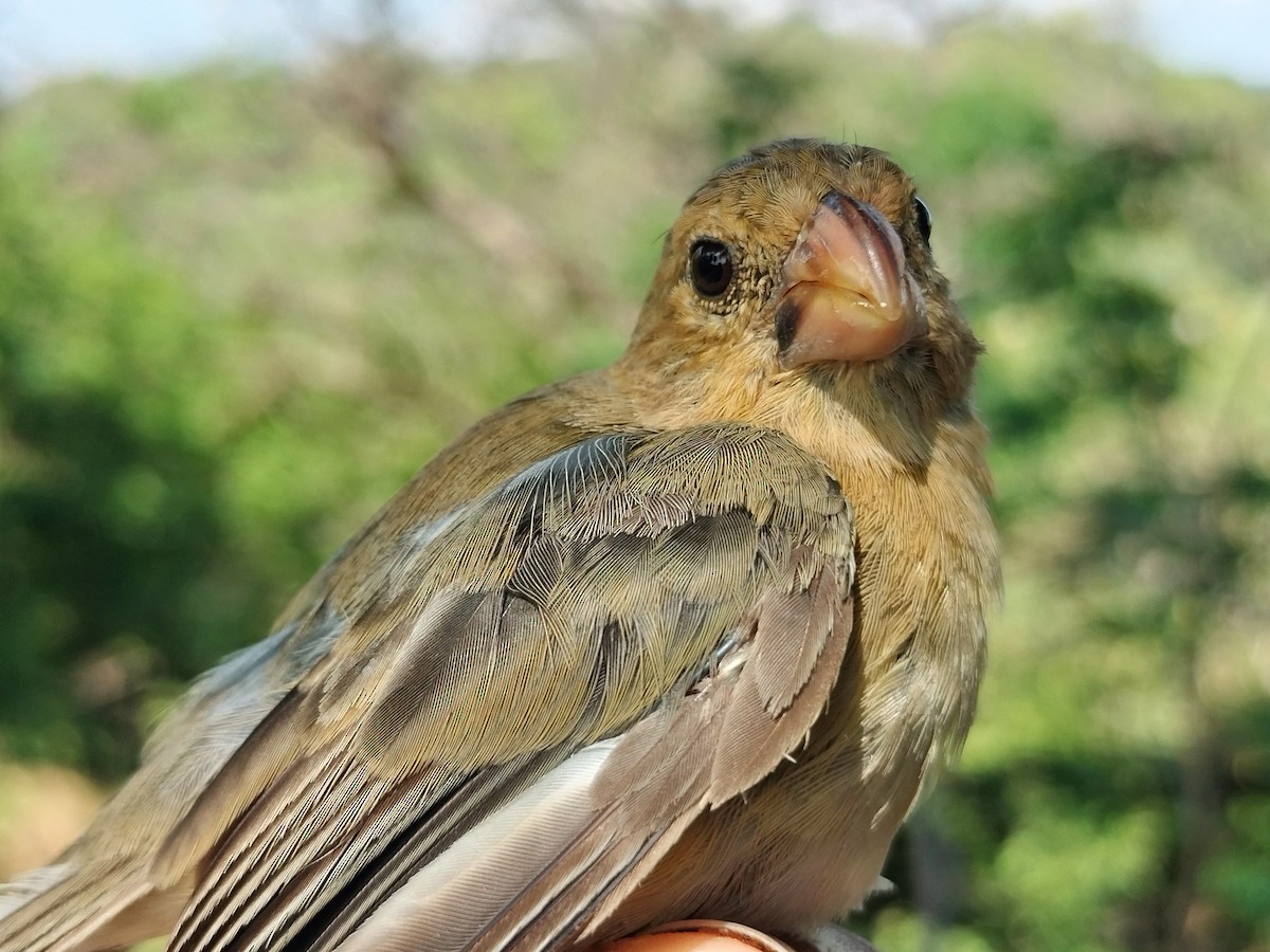 アシグロヒメウソ - ML647064686