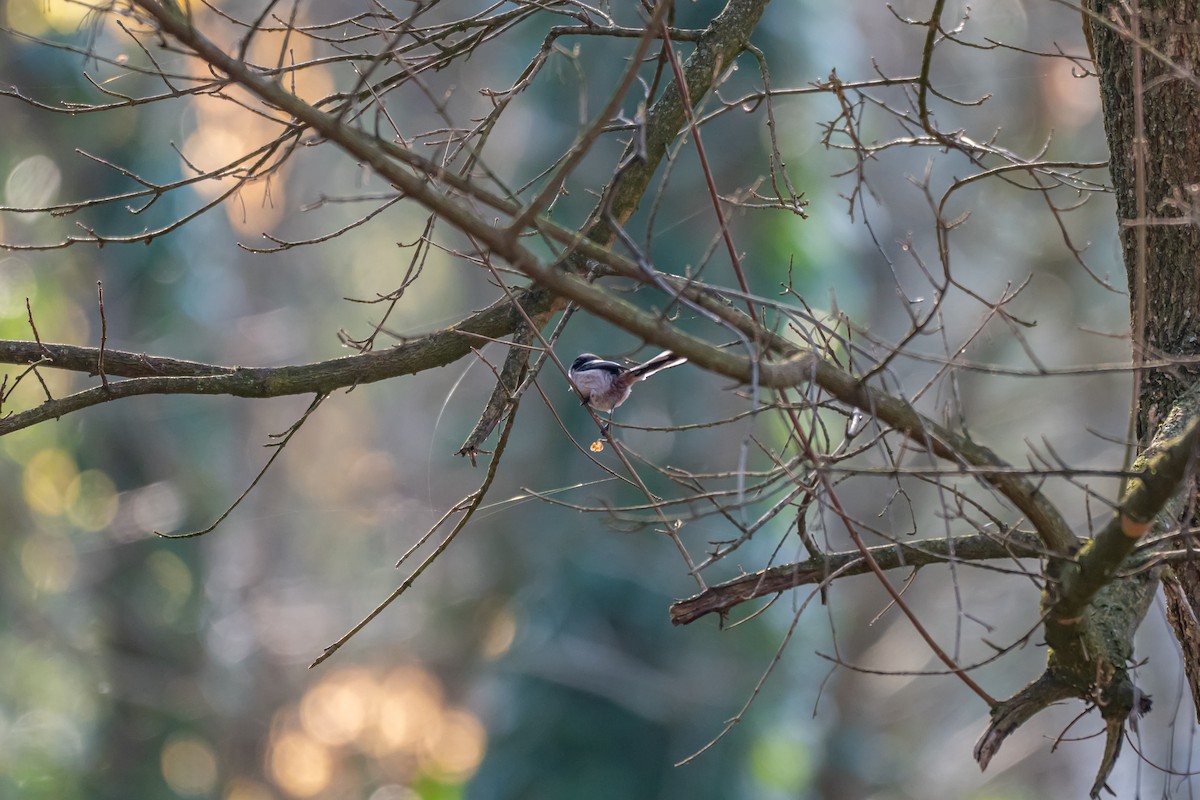 Mito Común (grupo europaeus) - ML647064687