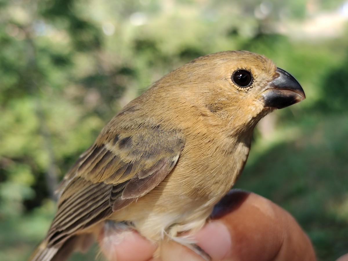 アシグロヒメウソ - ML647064688