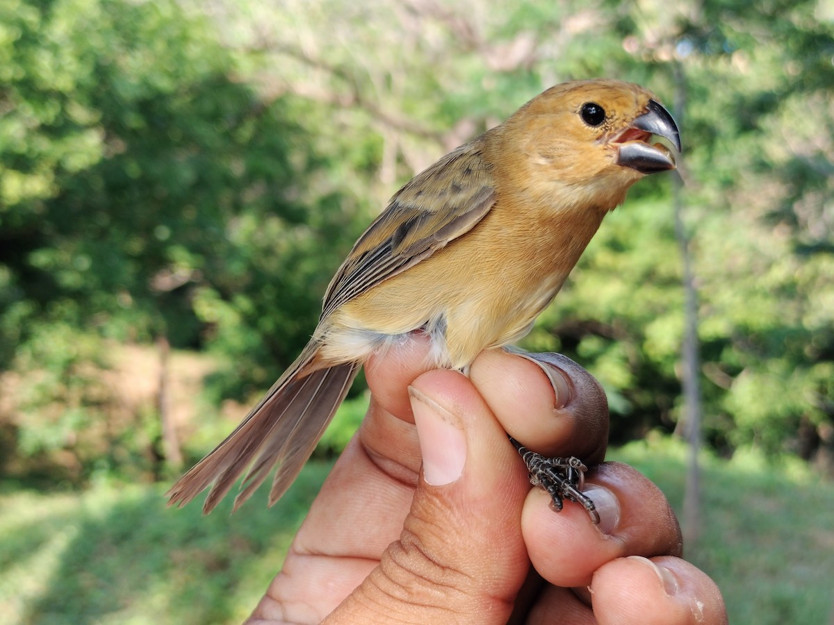 アシグロヒメウソ - ML647064689