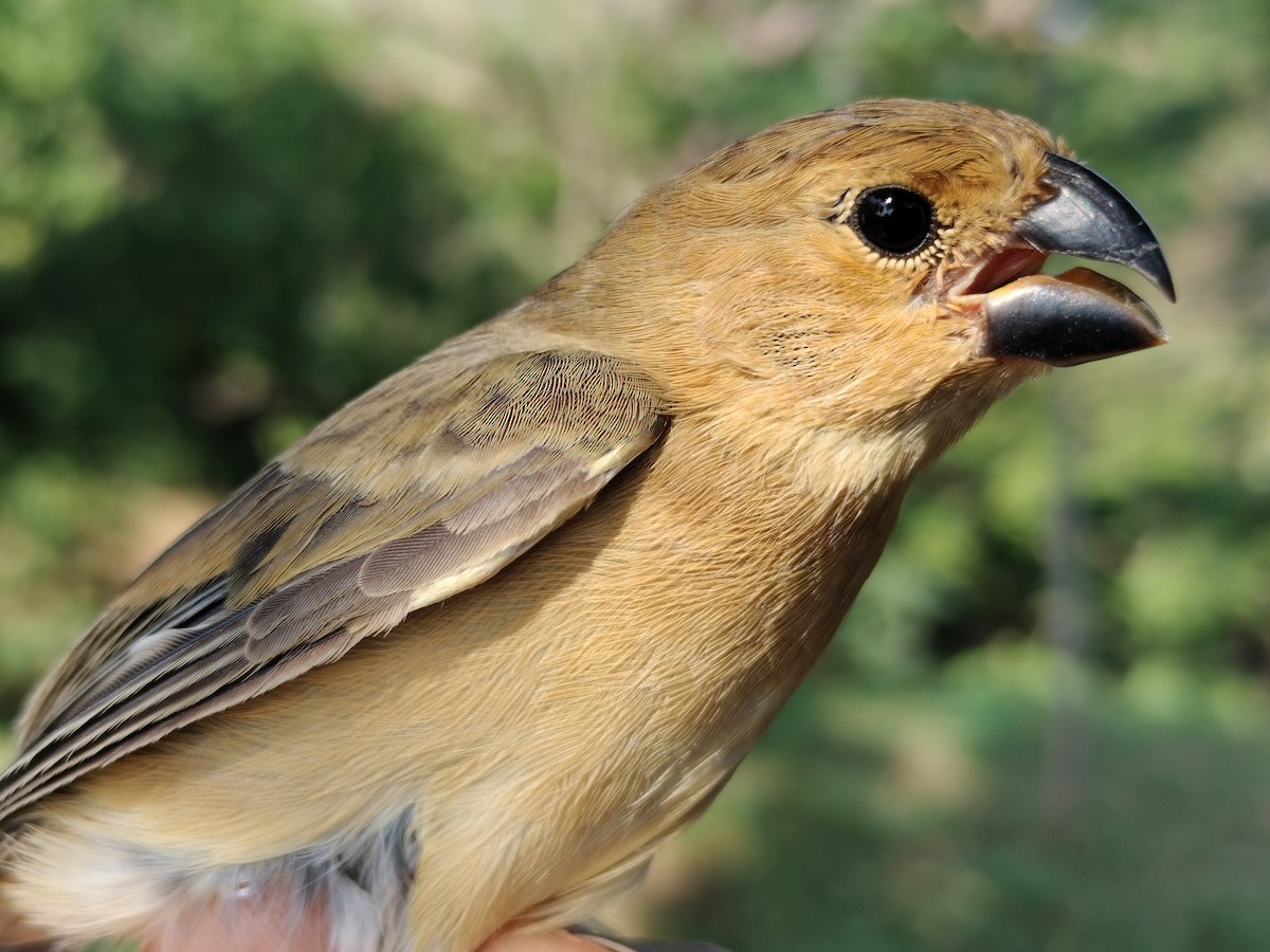 アシグロヒメウソ - ML647064690