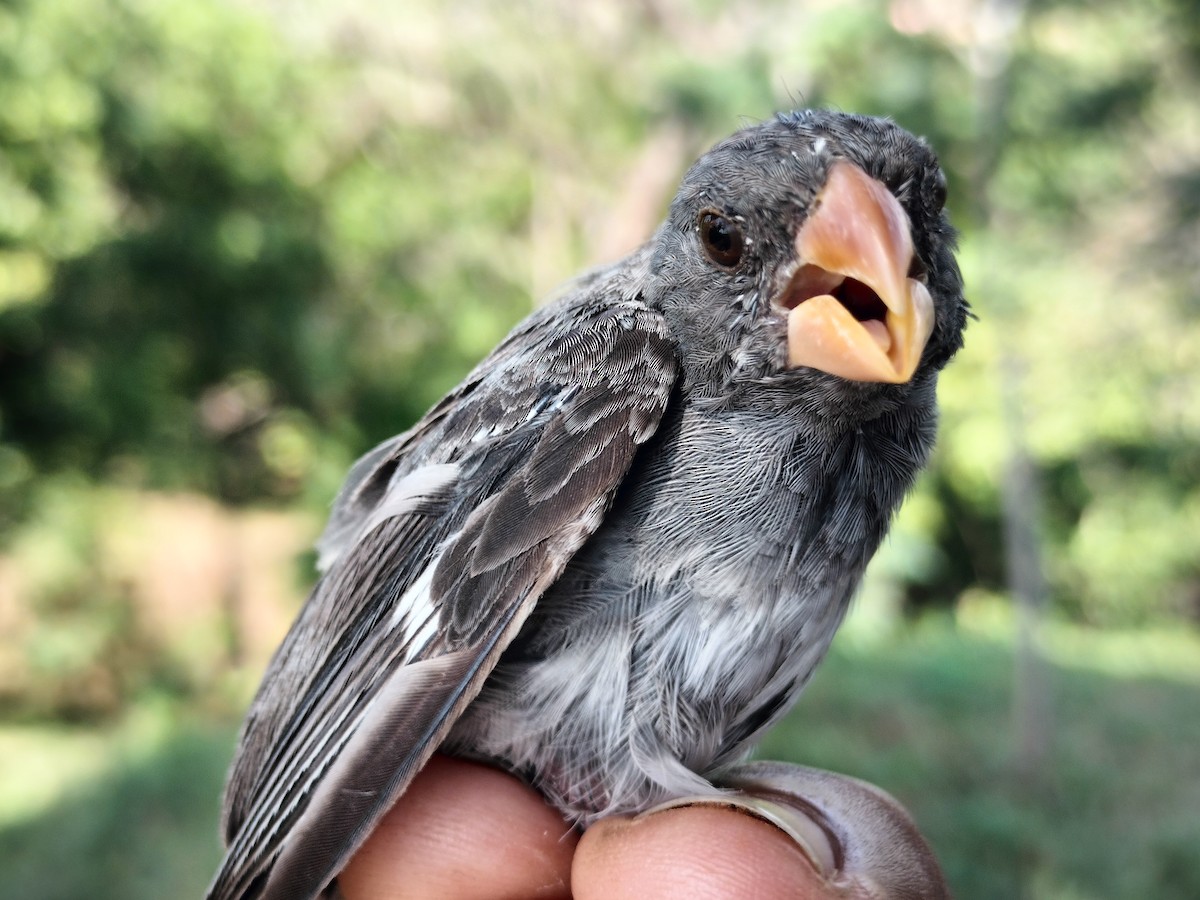 アシグロヒメウソ - ML647064691