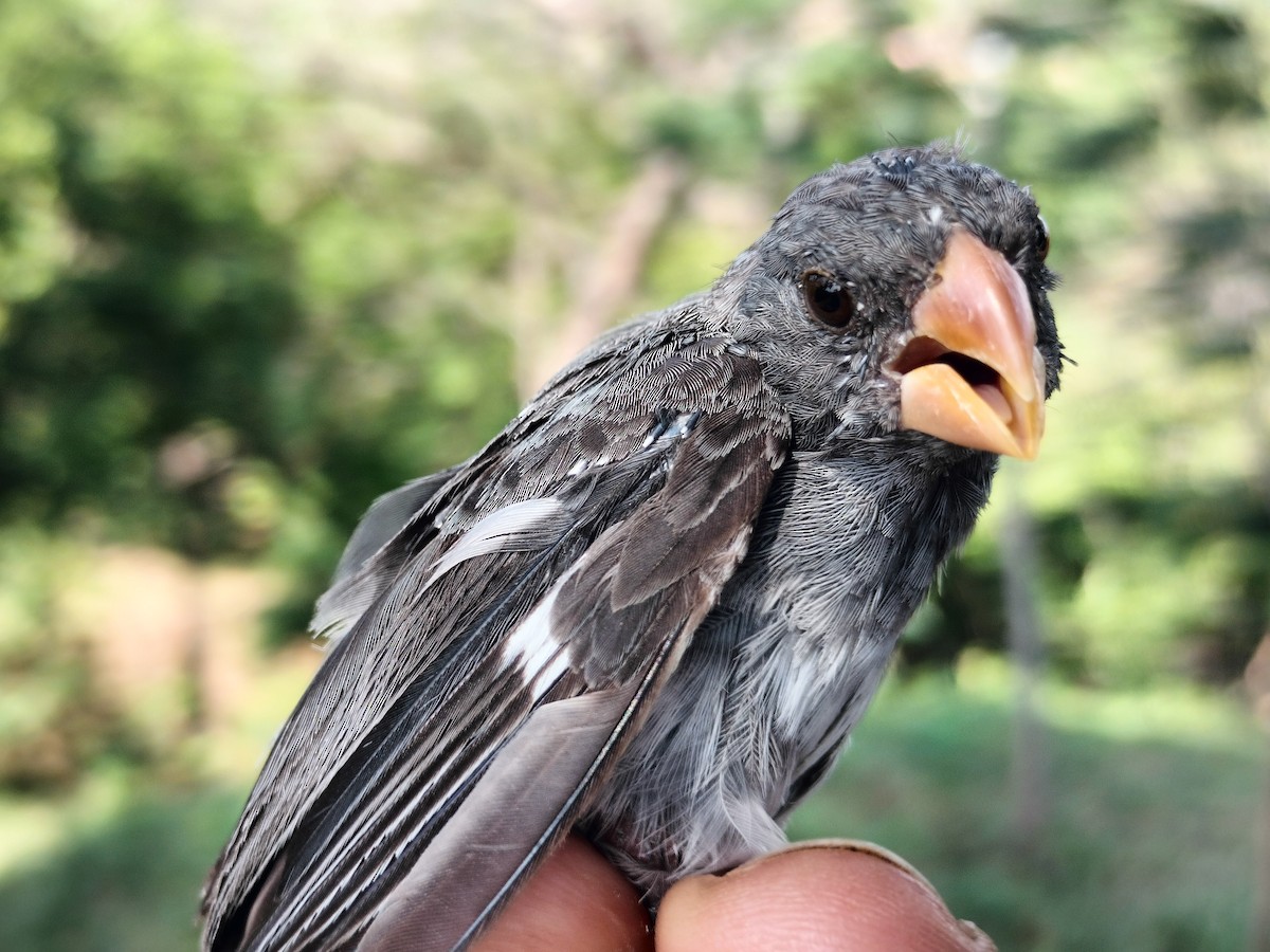 アシグロヒメウソ - ML647064692