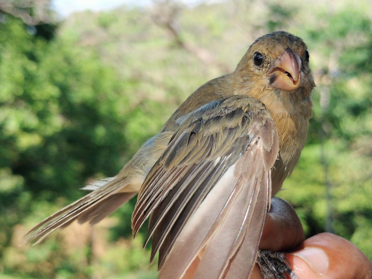 アシグロヒメウソ - ML647064693