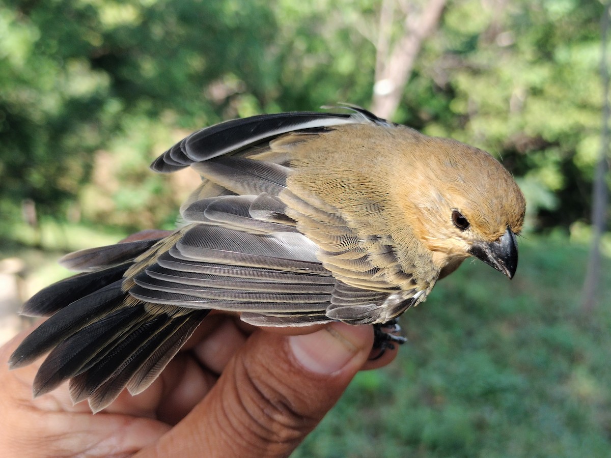 アシグロヒメウソ - ML647064694