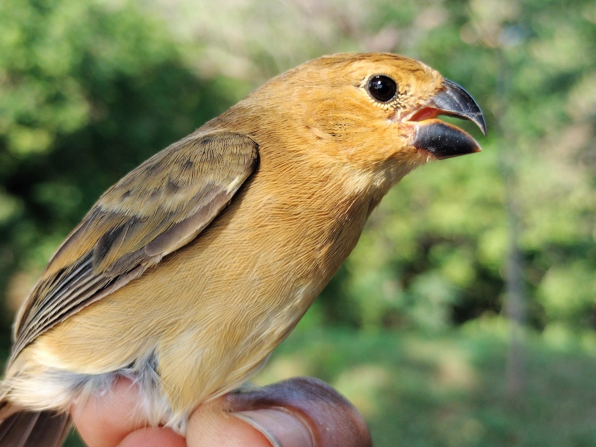 アシグロヒメウソ - ML647064696