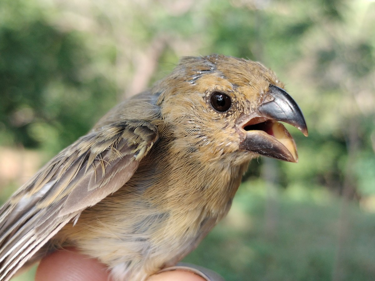 アシグロヒメウソ - ML647064697