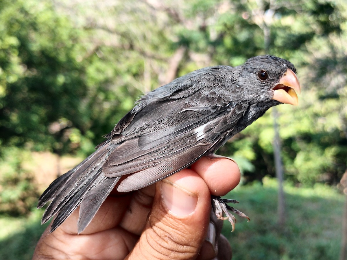 アシグロヒメウソ - ML647064698