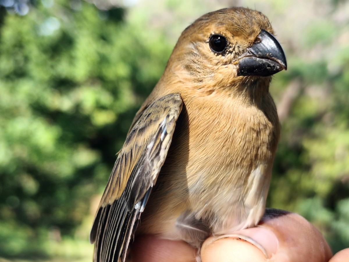 アシグロヒメウソ - ML647064699