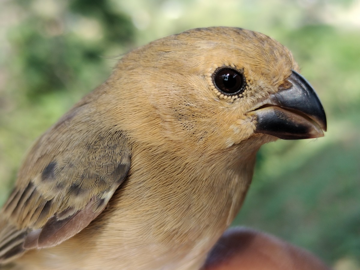 アシグロヒメウソ - ML647064700