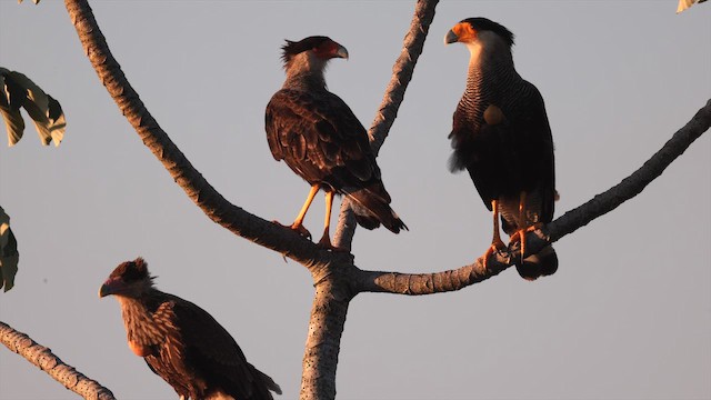 karančo jižní - ML647064704