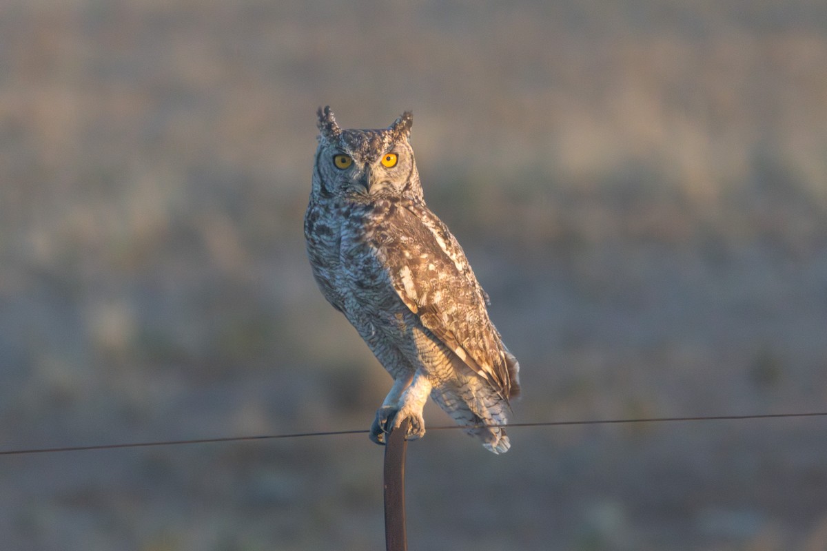 Spotted Eagle-Owl - ML647064706
