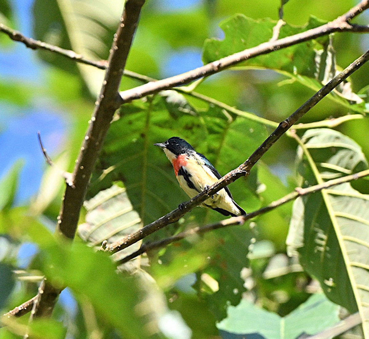 Fire-breasted Flowerpecker - ML647064714