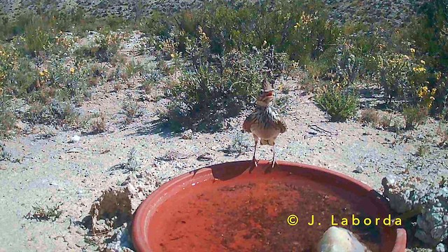 chocholouš vavřínový - ML647064729