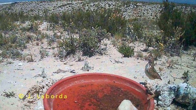 chocholouš vavřínový - ML647064730