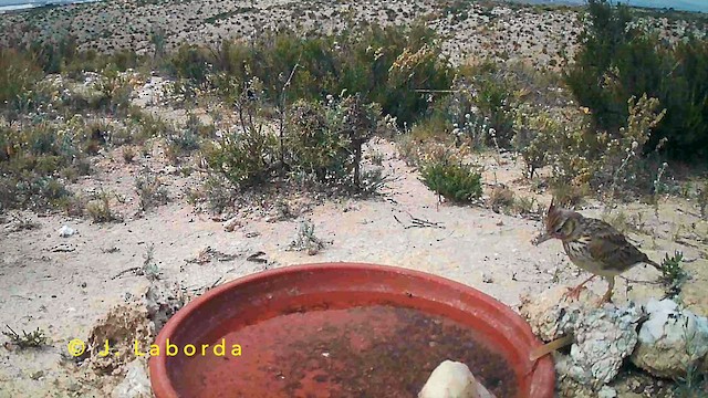 chocholouš vavřínový - ML647064731