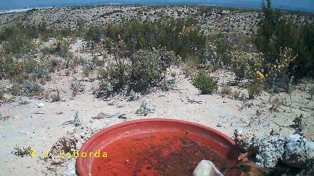 bělořit okrový - ML647064734