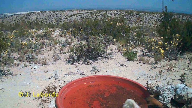 bělořit okrový - ML647064736