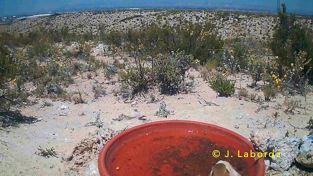 bělořit okrový - ML647064738