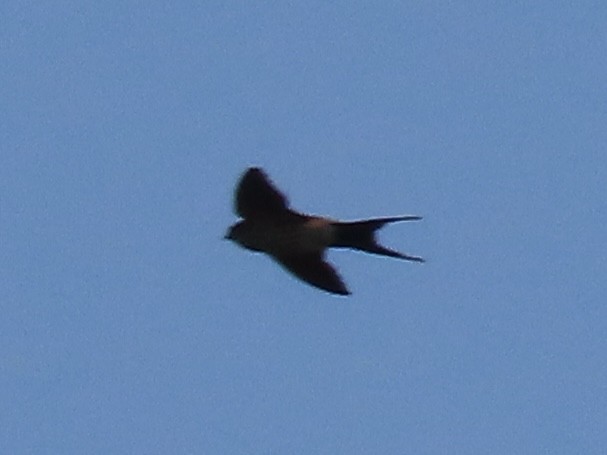 Eastern Red-rumped Swallow (Striated) - ML647064745