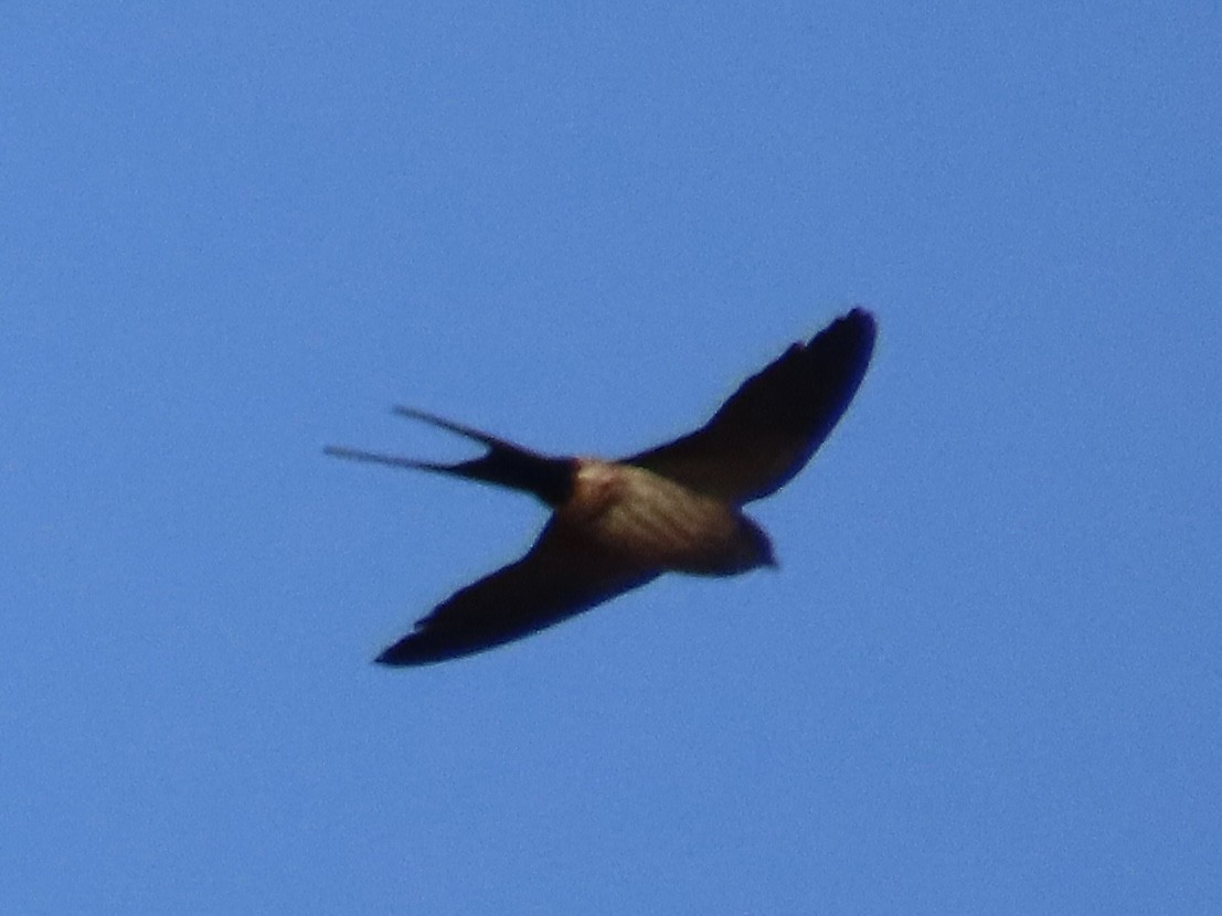 Eastern Red-rumped Swallow (Striated) - ML647064746