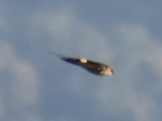 Eastern Red-rumped Swallow (Striated) - ML647064747