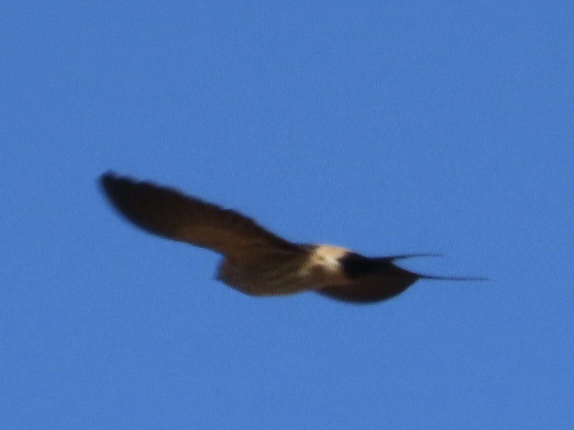 Eastern Red-rumped Swallow (Striated) - ML647064757