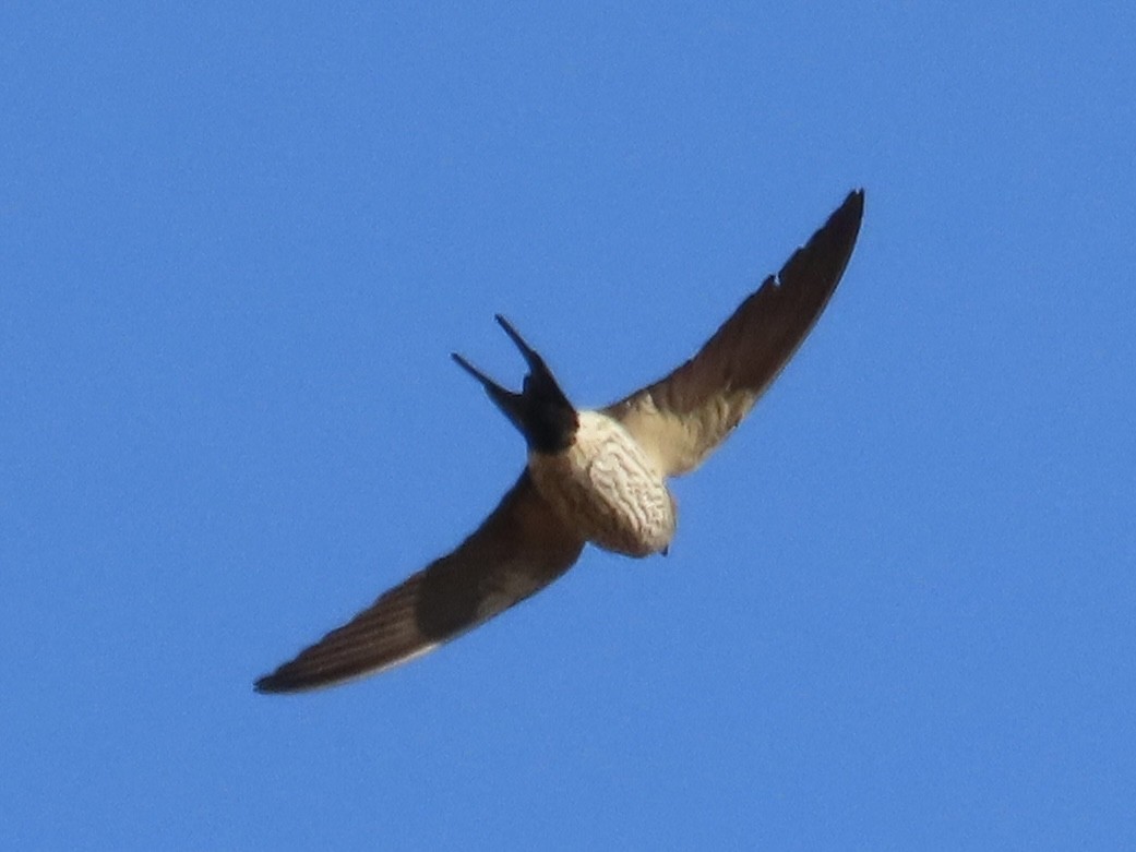 Eastern Red-rumped Swallow (Striated) - ML647064758