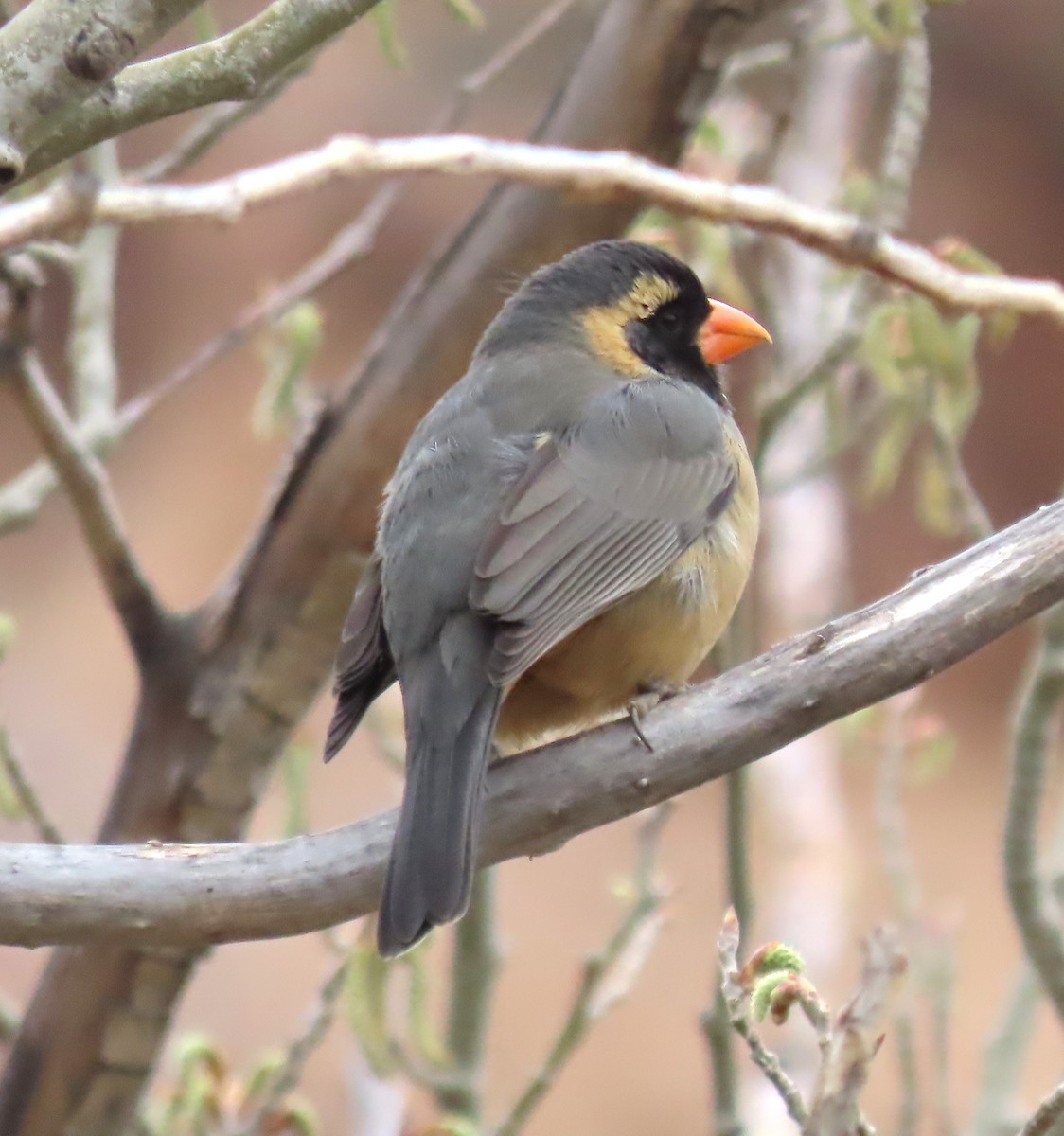 oransjenebbsaltator - ML647064776