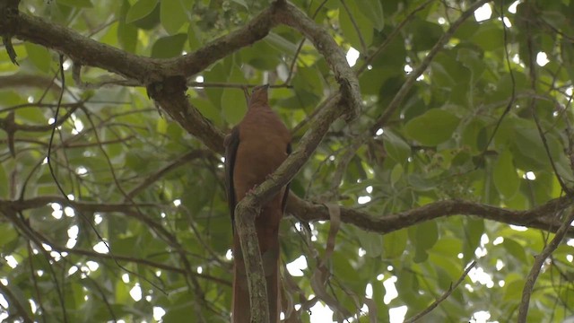 holub bažantí - ML647064777