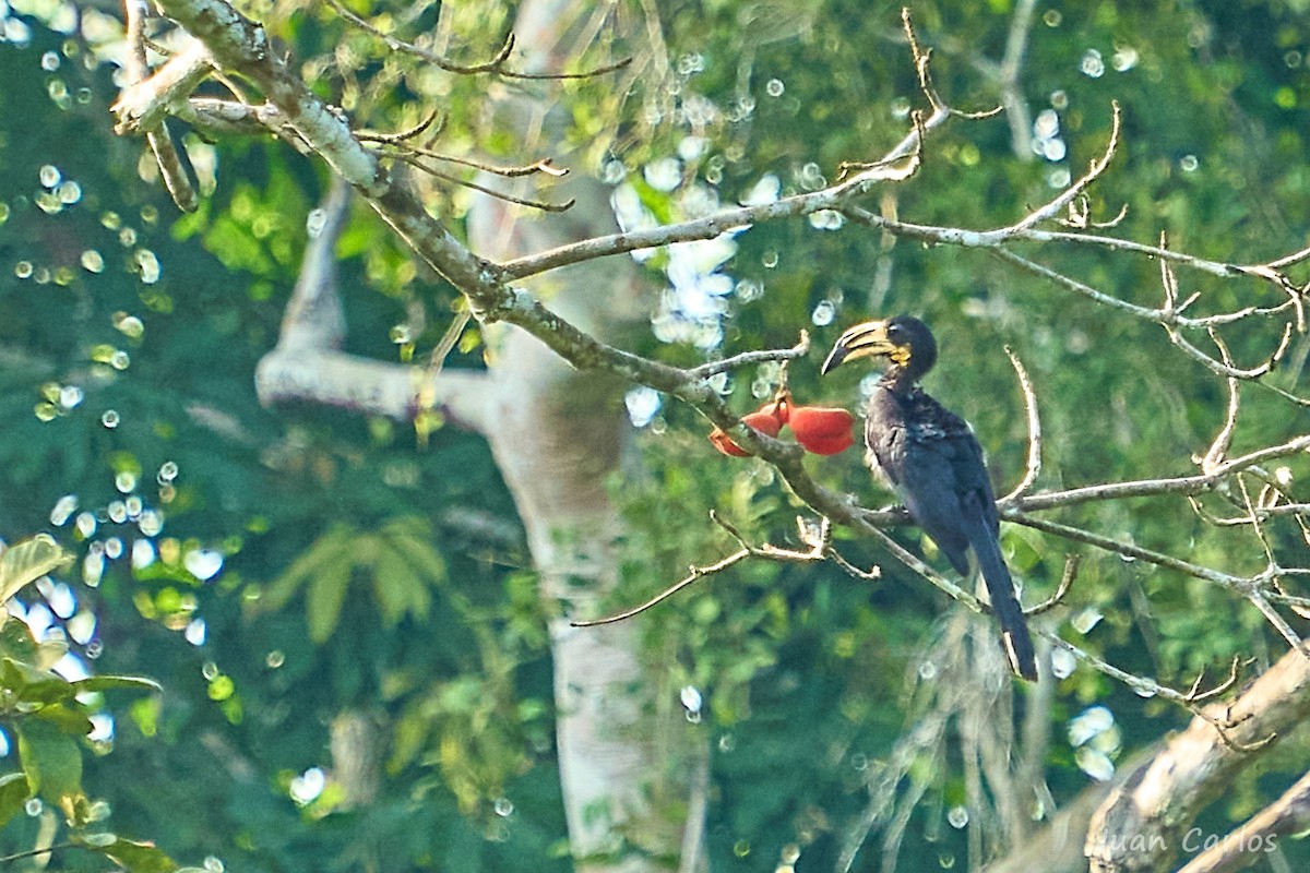 West African Pied Hornbill - ML647064792