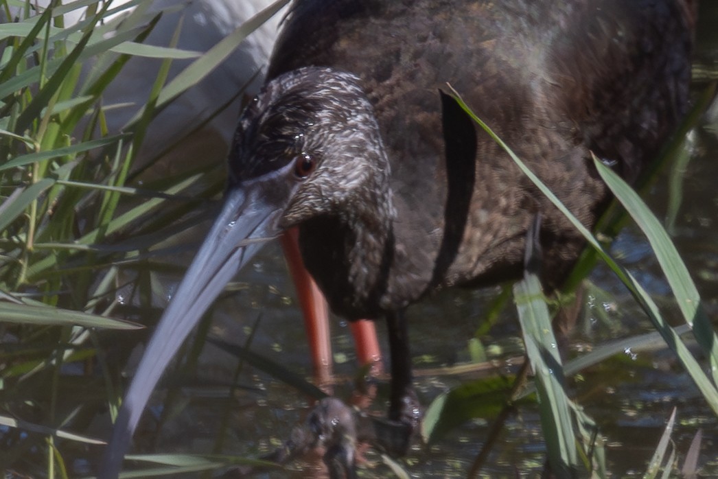 Beltzaran musuzuria - ML647064808