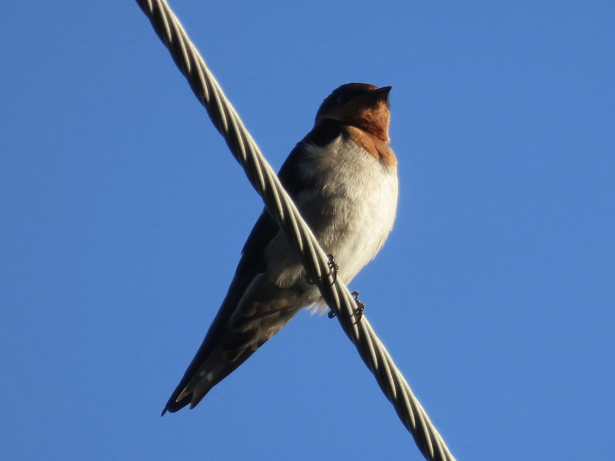 vlaštovka pacifická - ML647064816