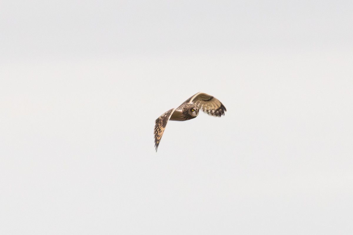 Short-eared Owl - ML647064829
