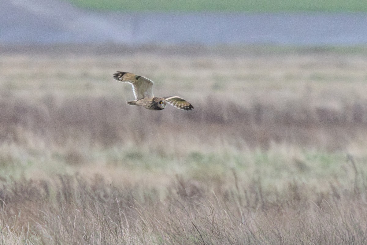 Short-eared Owl - ML647064830