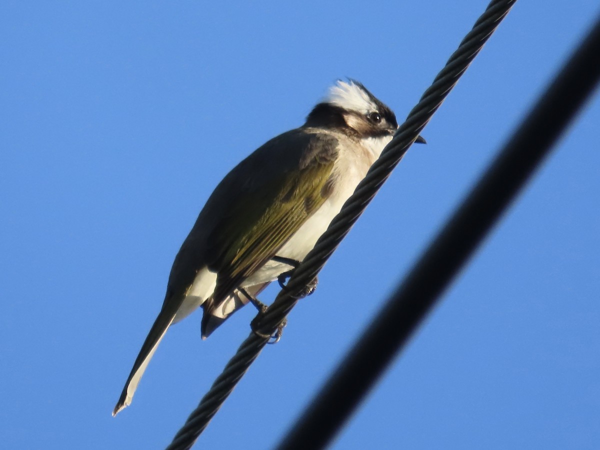 白頭翁 - ML647064832