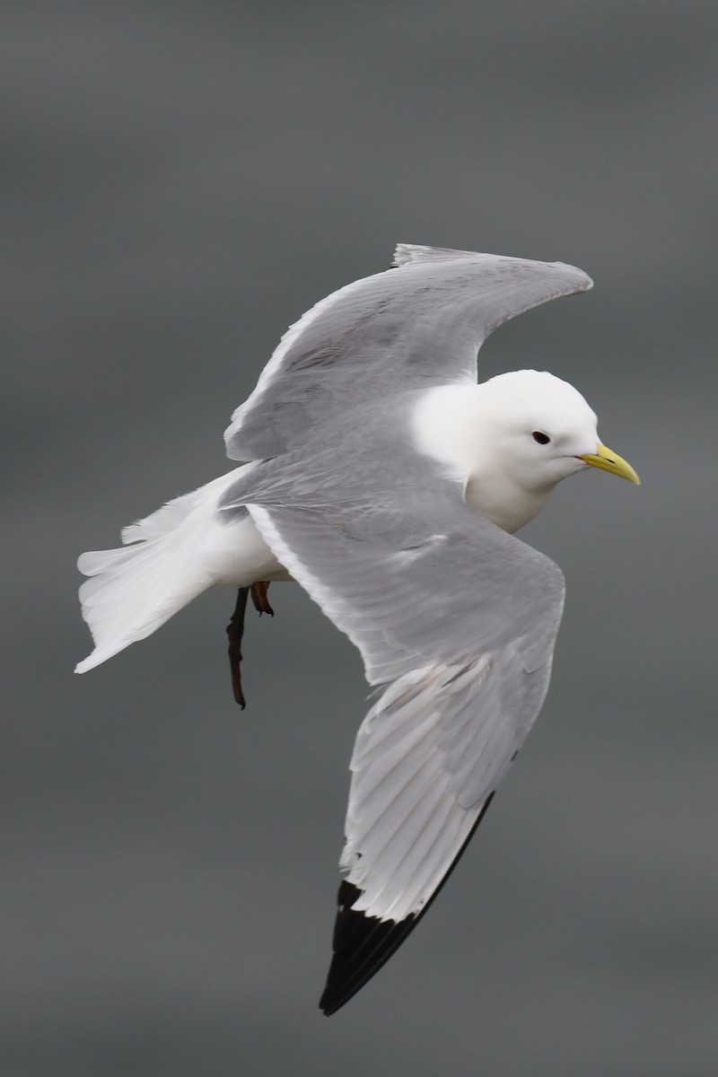 Black-legged Kittiwake - ML647064850