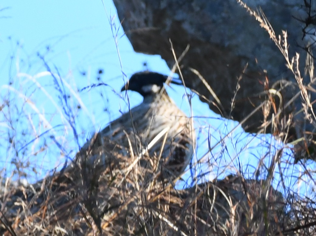 Koklass Pheasant - ML647064852