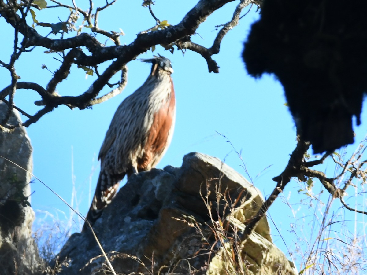 Koklass Pheasant - ML647064853