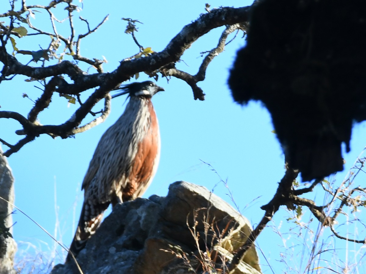 Koklass Pheasant - ML647064854